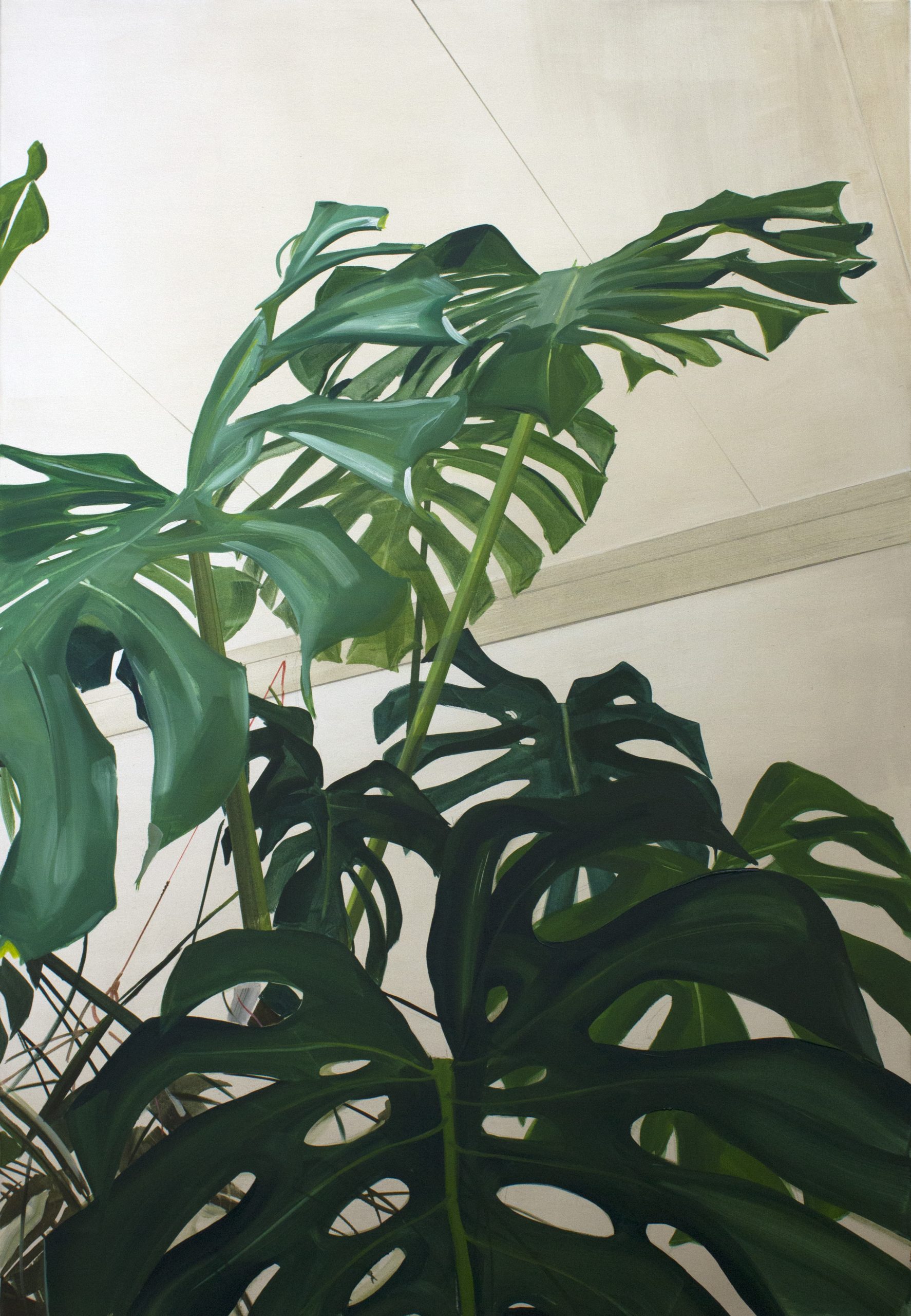 Britt Dorenbosch Monstera plant